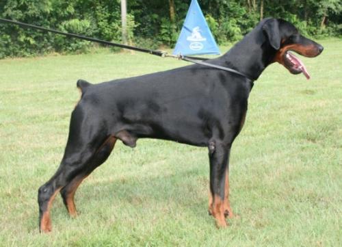 DJ dei Nobili Nati | Black Doberman Pinscher