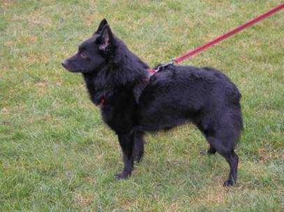 Aika De laatste stuiver | Schipperke 