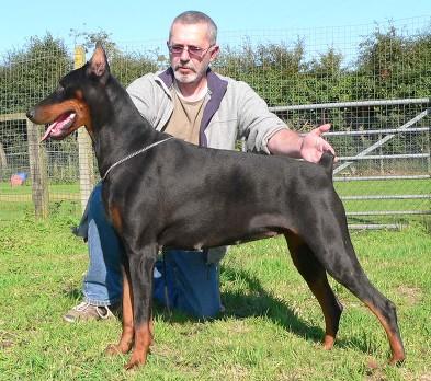 Mikjulora's Amina of Axton | Black Doberman Pinscher