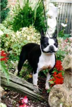 PAS DE PANIQUE DU GRAND FRESNOY | Boston Terrier 