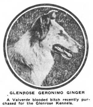 Glenrose Geronimo Ginger | Rough Collie 