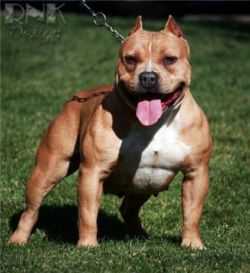 LBF DOUGHGIRL OF SIKWITIT | American Pit Bull Terrier 