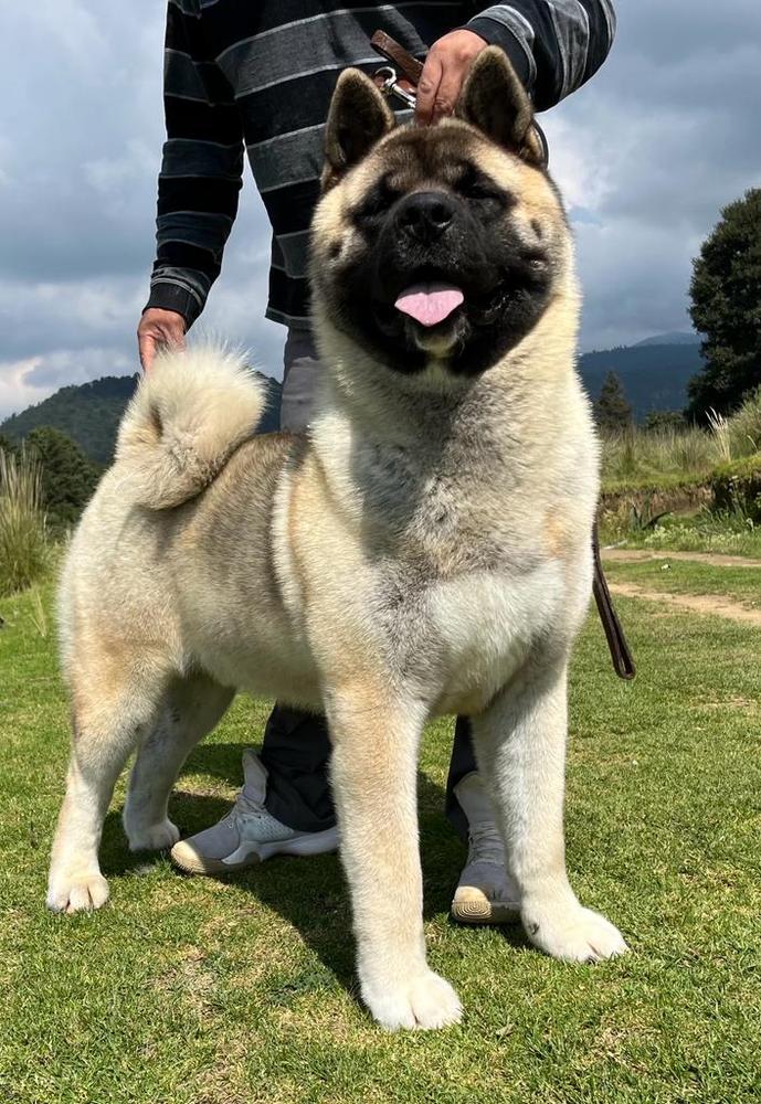 Saga Hector (Sandoval) | Akita 