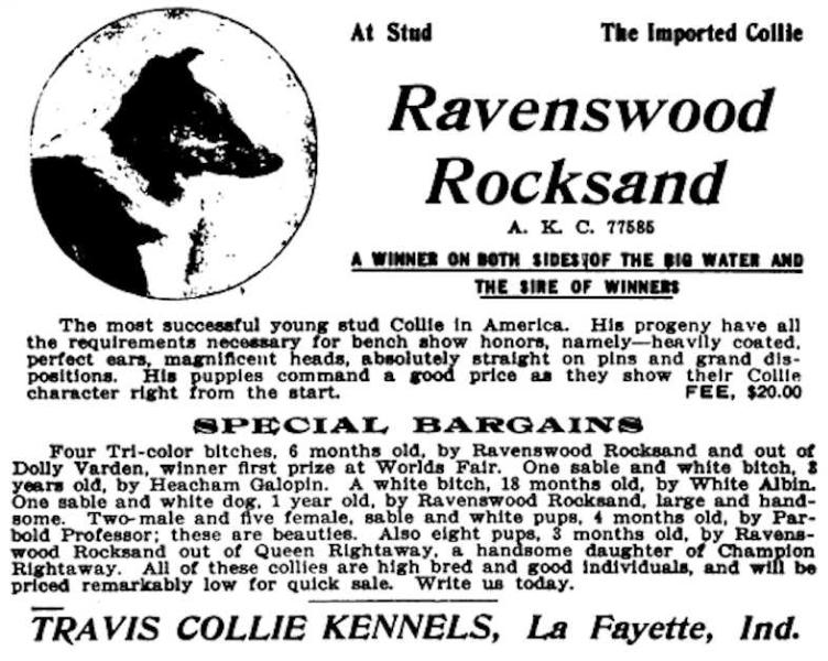 Ravenswood Rocksand (077585) | Rough Collie 