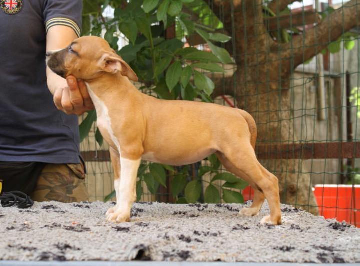 Soa Samcro Red Light | American Staffordshire Terrier 