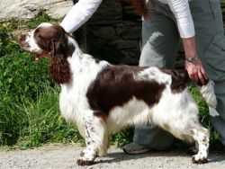 Sandocan De Los Tres Robles | English Springer Spaniel 