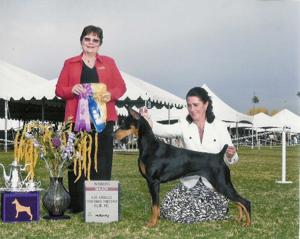 Riverbend's California Talus | Black Doberman Pinscher