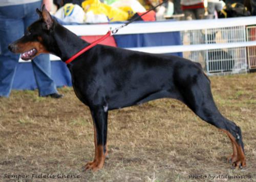 Semper Fidelis Cherie | Black Doberman Pinscher