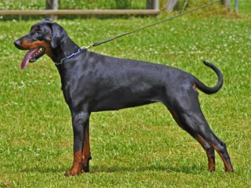 Isobel dei Dohse | Black Doberman Pinscher