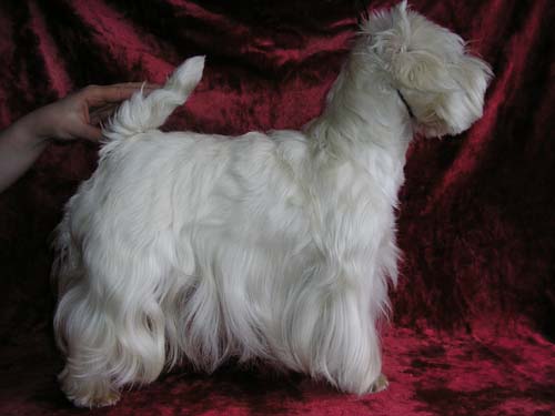 Brait Nouz Juice Di Fora | West Highland White Terrier 