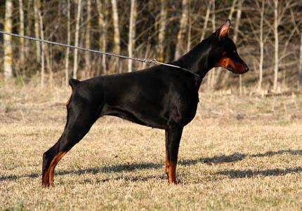 Heksa z Padoku | Black Doberman Pinscher