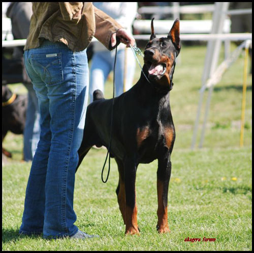 Hugo z Padoku | Black Doberman Pinscher