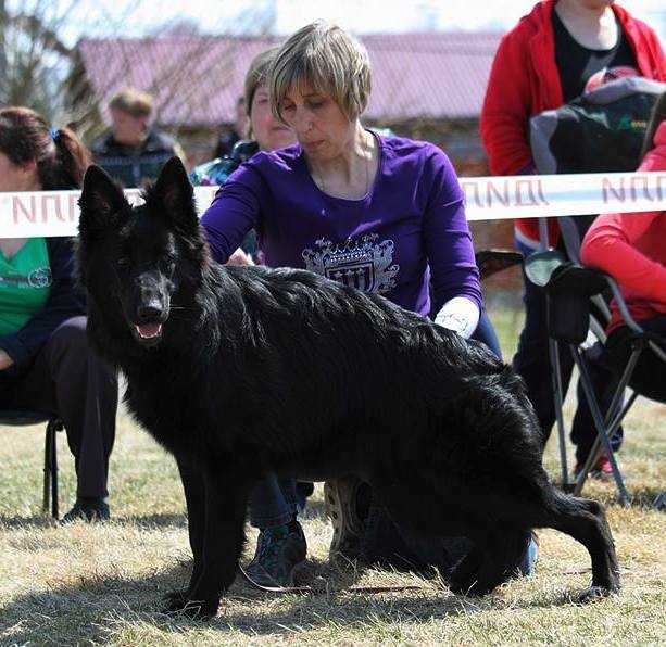 Zigi Zig s Innokentievskoi slobody | German Shepherd Dog 