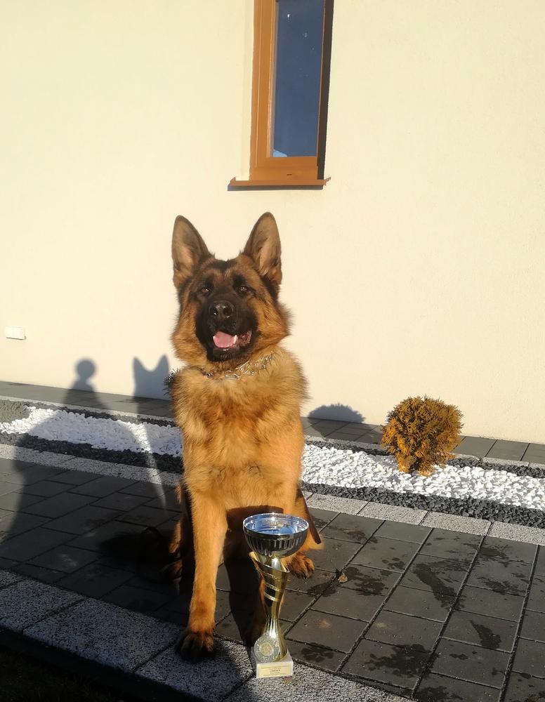 Gala Box Dogs | German Shepherd Dog 