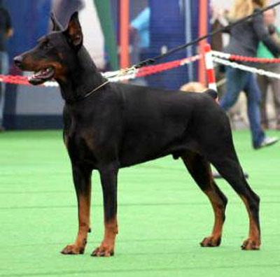 Kalom Daker | Black Doberman Pinscher