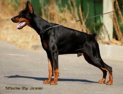 Digger Steinhage-Grad | Black Doberman Pinscher