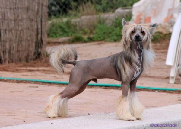 Iakaranda's Baby I'm On Fire | Chinese Crested 