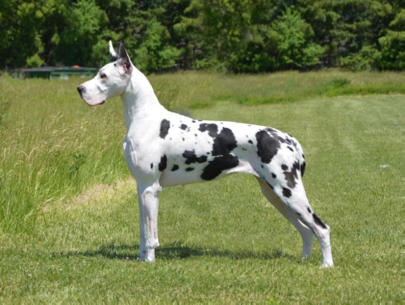 Chanoz DayStar God's Masterpiece EPH 2:10 | Great Dane 