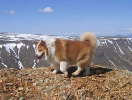 Íslands-Tanga- Bassi | Icelandic Sheepdog 