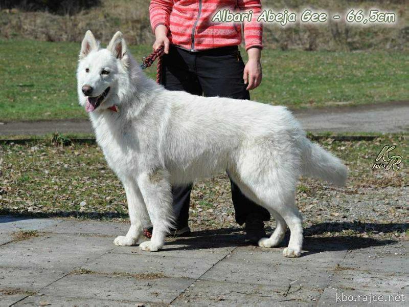 Albari Abeja Gee | White Swiss Shepherd Dog 