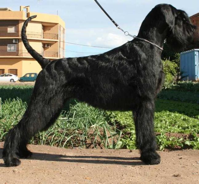 Xenno de Pichera | Giant Schnauzer 