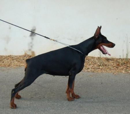 Dama Steinhage-Grad | Black Doberman Pinscher