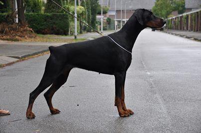 Djara Steinhage-Grad | Black Doberman Pinscher