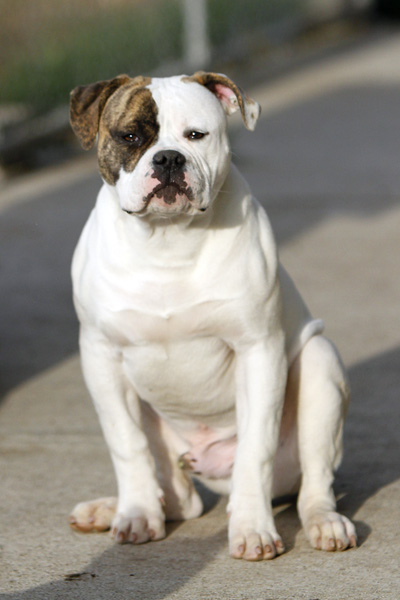 MONSTERBULLS BEASTY BOY | American Bulldog 