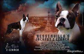 Hessenvilla's Jackpot Z Czanca | Boston Terrier 