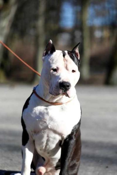Balt Band Grandioznyy Dog | American Staffordshire Terrier 