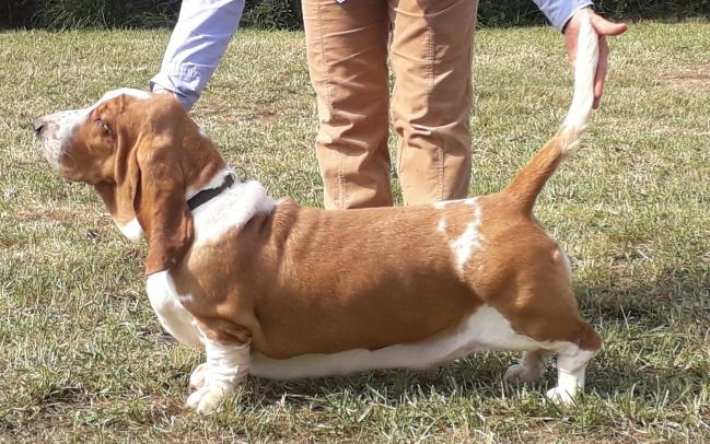 TOO BABY GLAM WHIT SMART IMAGE | Basset Hound 