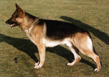 Patrol vom Mühlenbruch | German Shepherd Dog 