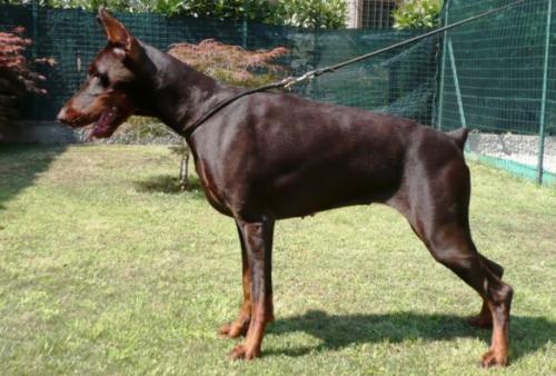 Sheeka de' Andreoli | Brown Doberman Pinscher