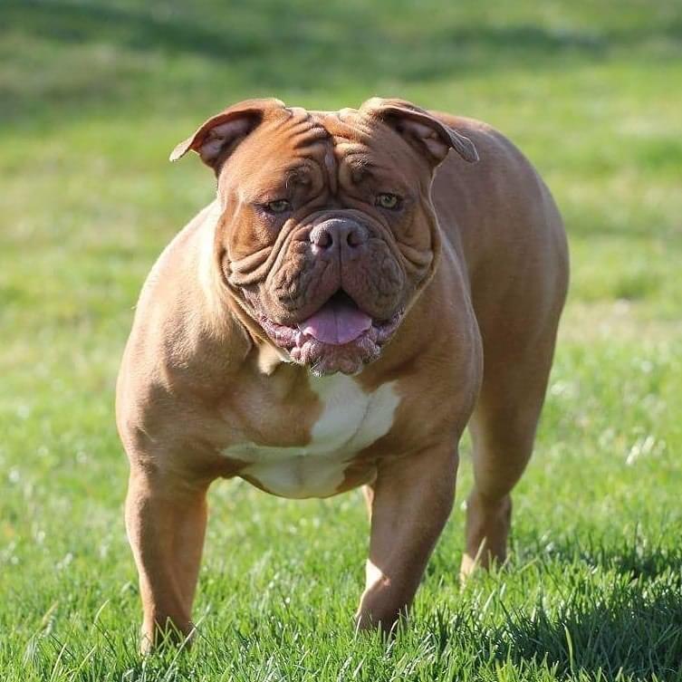 Roc Steady’s Aspyn | Olde English Bulldogge 