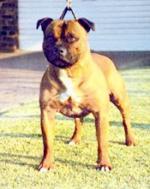 Walpark Whisky Mac At Dumbriton | Staffordshire Bull Terrier 