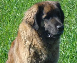 Athena Zlota Horda | Leonberger 