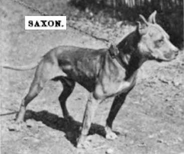 Saxon (~1904) | American Pit Bull Terrier 