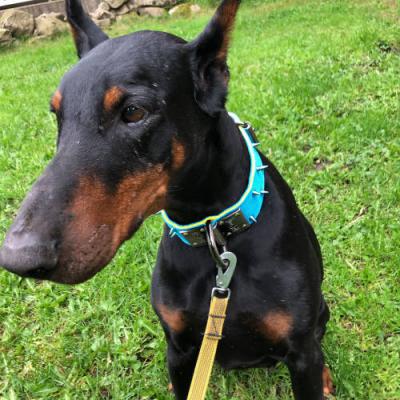 Ardens Liberty | Black Doberman Pinscher