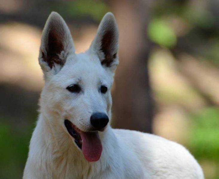 Bernie´s Bria Atagora | White Swiss Shepherd Dog 