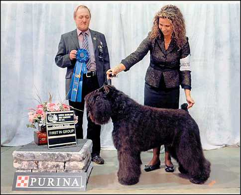 Barbu's Miasoltanto of Jenarae HIC | Bouvier des Flandres 