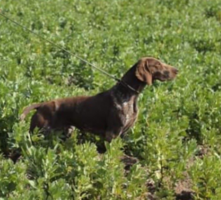 Maya du Clos de Rêve D'Or | German Shorthaired Pointer 