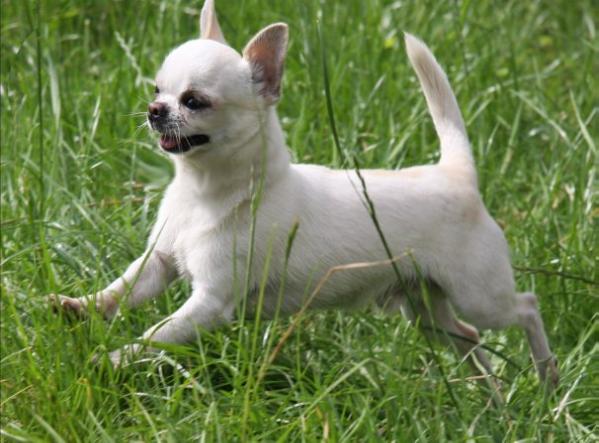 BENDJAMIN OF FRIEND KENNEL | Chihuahua 