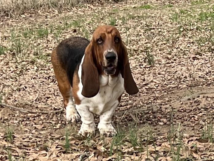 Doe Eyed Fawn | Basset Hound 