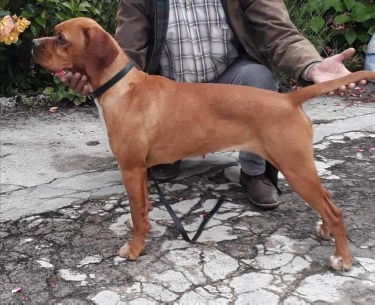 Djacimalga | Portuguese Pointer 