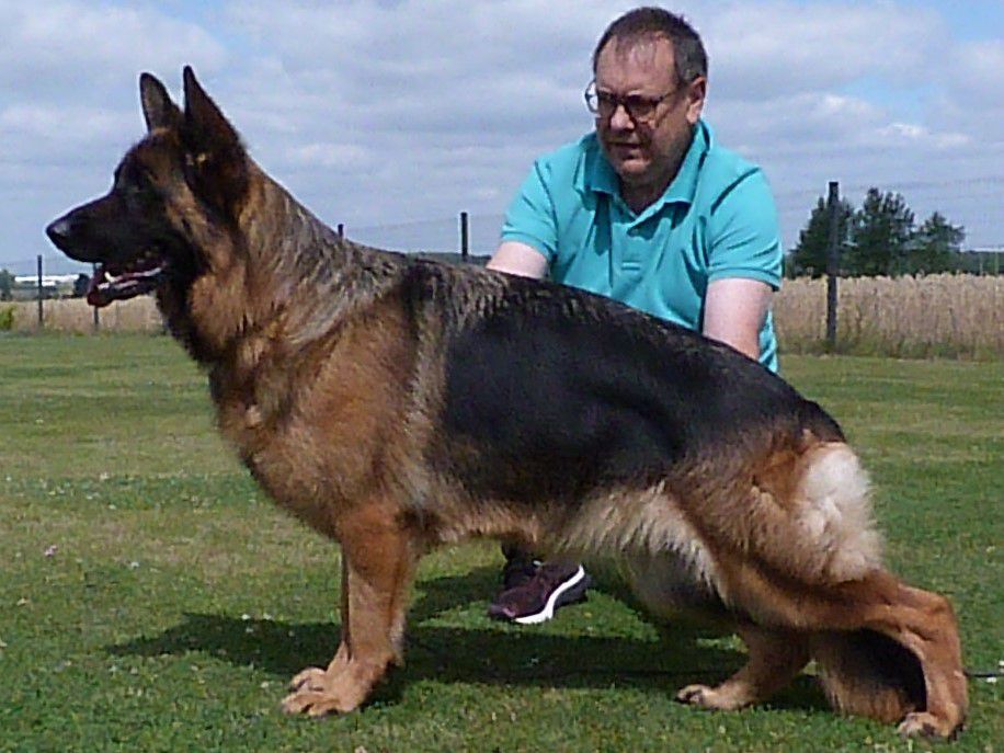 Romina Mont d'Osiris | German Shepherd Dog 