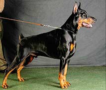 S'Lichobor Elegen | Black Doberman Pinscher