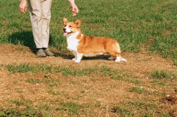 Joseter Walker | Cardigan Welsh Corgi 