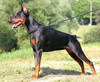 Charmer iz Zoosfery | Black Doberman Pinscher