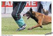 Fatjoe LOF  (Sgard) (ML) 28.03.2010 LOF  Ring 3 | Belgian Malinois 