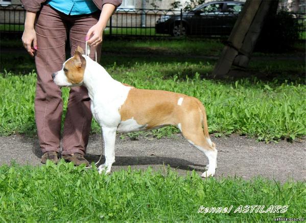 Astilars Kallista Queen | American Staffordshire Terrier 